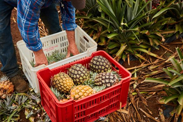 Crop farmer collecting ripe pineapples